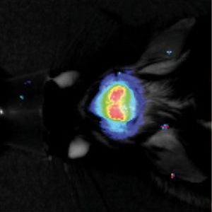 (Bild: Karen von Loo/Labor Albert Becker)