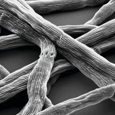 Das Kabelbakterium Candidatus Electronema, hier 10.000fach vergrößert, war 2024 „Mikrobe des Jahres“. Nun steht es im Fokus eines Forschungsprojekts der Mülheimer Max-Planck-Institute.  (Bild: Pia B. Jensen, Aarhus  / CC BY / kofo.mpg.de)