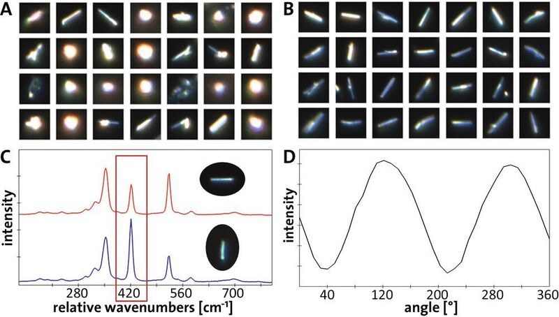Fig. 3: Particlescout isolates particles of interest within seconds: (A): Representative subset of the 3,135 detected particles; (B): Representative subset of the 218 nanowires isolated by specifying an aspect ratio of greater than 2.5; (C): Raman spectra for two nanowires with different orientations. The intensity at 421 1/cm depends on the angle between the nanowire and polarization of the laser; (D): Intensity of the peak at 421 1/cm versus the angle between nanowire and excitation polarization. (Witec)