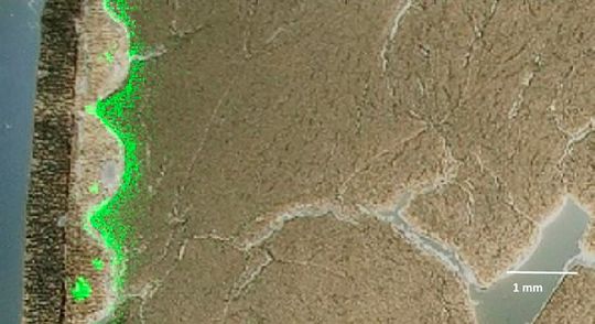 Das Fungizid Natamycin (grün) dringt aus dem Bereich der Rinde (links) an einigen Stellen nach innen vor.(Bild:  Julia Kokesch-Himmelreich)