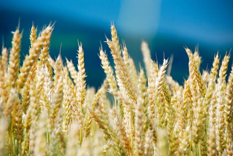 New glutenin subunits could play a relevant role on the wheat quality. (Pixabay)