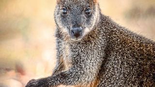 Ein Sumpfwallaby ((c) Geoff Shaw, University of Melbourne )