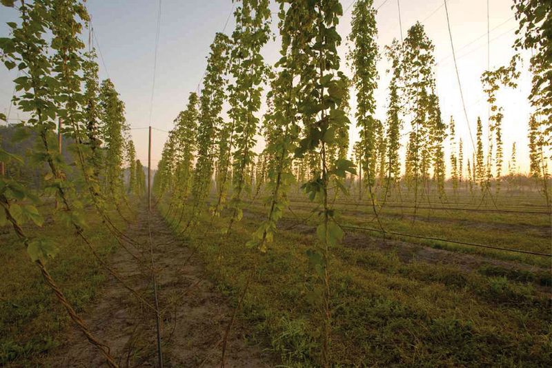 Über 99 Prozent des Hopfens werden von der Brauwirtschaft nachgefragt. 150 bis 400 g des „Grünen Goldes“ werden pro Hektoliter Bier verarbeitet. (Bild: Siemens)