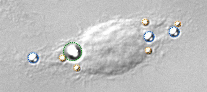 Lichtmikroskopische Aufnahme einer Makrophage (Immunzelle) mit „einverleibten“ Partikeln. Diese sind entsprechend ihrem Durchmesser durch verschiedenfarbige gestrichelte Linien markiert: grün = 3 Mikrometer, blau = 2 Mikrometer, orange = 1 Mikrometer.  (Steve Keller )