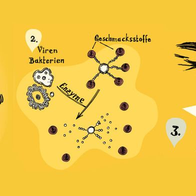 So funktioniert der Grippe-Sensor: 1. Eine infizierte oder erkrankte Person kaut einen Kaugummi. 2. Enzyme der Viren setzen die darin enthaltenen Geschmacksstoffe frei. 3. Die Person nimmt die Stoffe wahr und erkennt die Infektion. (Bild: Christoph Mett)