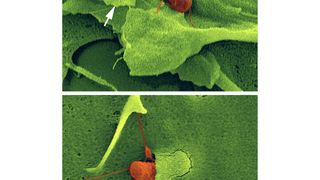 Die Invasion von Wirtszellen mit Salmonellen (rot) kann sowohl mit (Pfeile, oben) als auch ohne „Ruffles“ (unten) erfolgen. (Rasterelektronenmikroskopische Aufnahme: Manfred Rohde/HZI) (Archiv: Vogel Business Media)
