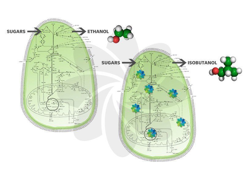 Brett Lund, EVP & General Counsel of Gevo, explains the newly patented technology “We used synthetic biology to reprogram the yeast to make isobutanol instead of ethanol. In other words, we changed the yeast so that it makes what we want instead of what it wants.”  (Picture: Gevo)