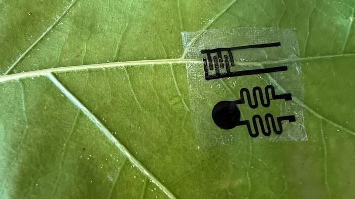 “The leaf sensor is more of an early warning system showing how the plant is responding in the moment, before visible signs appear,” said Nafize Hossain. (Source:  Nafize Hossain)
