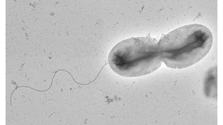 Mit seiner einzelnen polaren Flagelle kann sich Vibrio parahaemolyticus schwimmend im Meerwasser fortbewegen. Die Aufnahme zeigt eine sich teilende Zelle, was an der Einschnürung der Zellmitte erkennbar ist.  (© Max-Planck-Insitut für terrestrische Mikrobiologie/Ringaard )