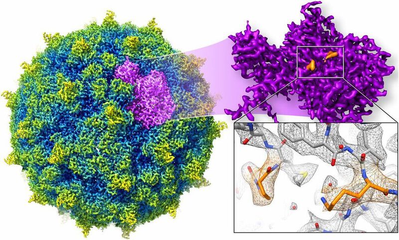 Per CryoEM ermittelte atomare Struktur des Rhinovirus. Strukturen mit dieser Auflösung lassen sich mit CryoEM jetzt schneller als je zuvor erzeugen. (PNAS)