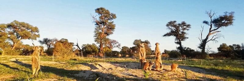 Eine Gruppe von Erdmännchen mit Jungtieren vor ihrem Bau im Kuruman River Reservat, Südafrika