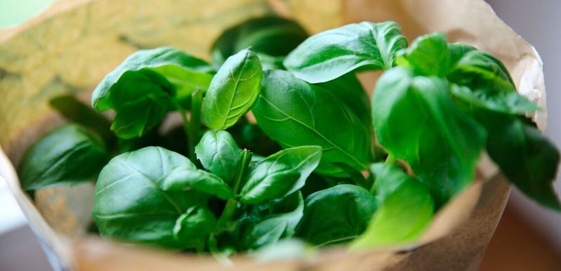 Die Substanz Methyleugenol ist ein Bestandteil ätherischer Öle und findet sich unter anderem in Basilikum, Estragon, Muskatnuss und Fenchel. (Symbolbild)(Bild: ©  Wirestock - stock.adobe.com)