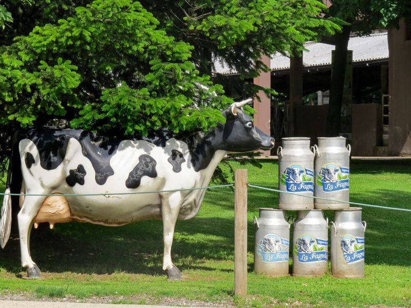 Only one of La Fageda’s special features — company-owned cows deliver the milk for the yoghurt. (Vega)