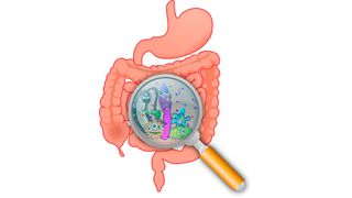The gut microbiome influences many aspects of human health. (Source: free licensed)