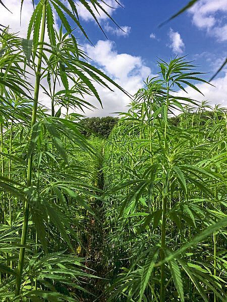 Faserhanf im Feldversuch am ATB-Forschungsstandort Marquardt  (Bild: Flemming/ATB)