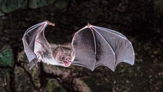 Die Gemeine Vampirfledermaus (Desmodus rotundus) ernährt sich ausschließlich vom Blut anderer Tiere. Anpassungen an diese einzigartige Ernährung sind u. a. auf den Verlust von Genen zurückzuführen. (Bild: Brock Fenton)