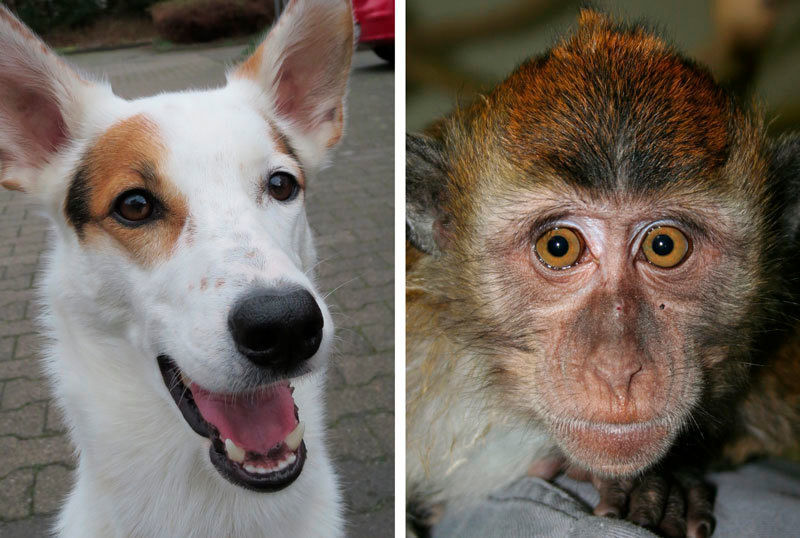 Hunde und manche Affen besitzen in ihren Augen Moleküle, mit denen sie möglicherweise das Magnetfeld der Erde wahrnehmen können. (Bild: © L. Peichl)