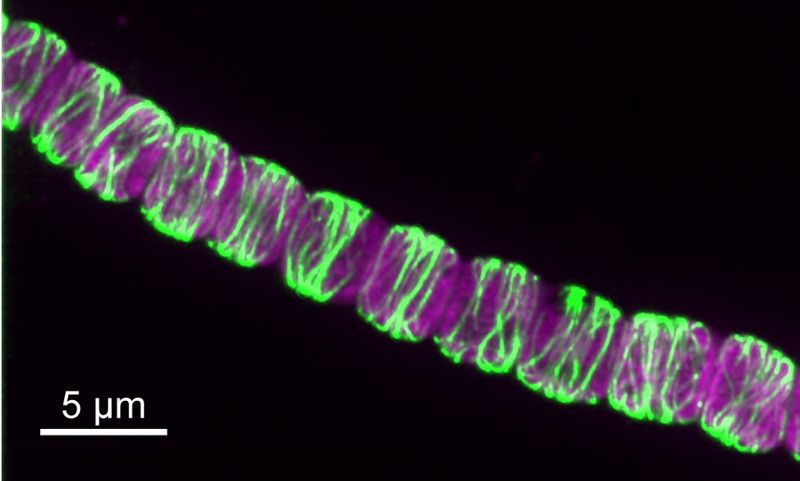 Evolutions-Profi Cyanobakterium  Photosynthetische Bakterien spielten eine entscheidende Rolle in der Geschichte der Erde. So produzierten Cyanobakterien Sauerstoff und ermöglichten dadurch komplexes Leben. Forschende am Institute of Science and Technology Austria (ISTA) haben nun ein „Evolutions-Update“ der kleinen grünen Mikroorganismen entdeckt: ein Protein-System, das im Laufe der Zeit seine Aufgabe verändert hat – von der Trennung der DNA hin zur Formgebung der Zelle. Die Studie zeigt, wie sich solche Proteinsysteme weiterentwickelten und so zur Entstehung der Multizellularität bei Cyanobakterien beitrugen.  Das Bild zeigt so genannte CorM-Filamente(grün) in Anabaena. Das violette Signal entspricht den photosynthetischen Pigmenten der Cyanobakterien.    Hier gehts zur Originalmeldung Wissenschaftsbild des Tages vom 21.4.2026 (Bild: Springstein et al./Science)