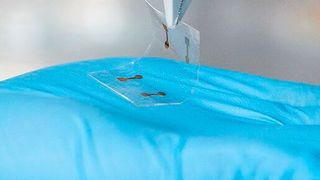 Aus einem Gemisch aus Indium- und Zinnoxid (ITO) haben Forscher ein dünnes und flexibles Touchscreen entwickelt. (RMIT University)