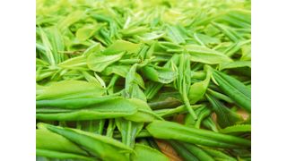 Frisch gepflückter Tee. Das chinesisch-deutsche Forscherteam analysierte mehr als 200 verschiedene Sorten und identifizierte ihre Genvarianten. (Bild: Weiwei Wen / Huazhong Agricultural University)