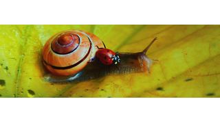 D2D Connect beschleunigt Datentransfer und Synchronisation, wenn Netze schwächeln. (gemeinfrei Krzysztof Niewolny/Pixabay)