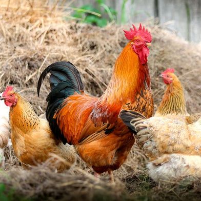 Während die Schweinefleischproduktion im ersten Halbjahr leicht zulegte, verzeichnete Geflügelfleisch den niedrigsten Wert seit 2017. (Bild: frei lizenziert)