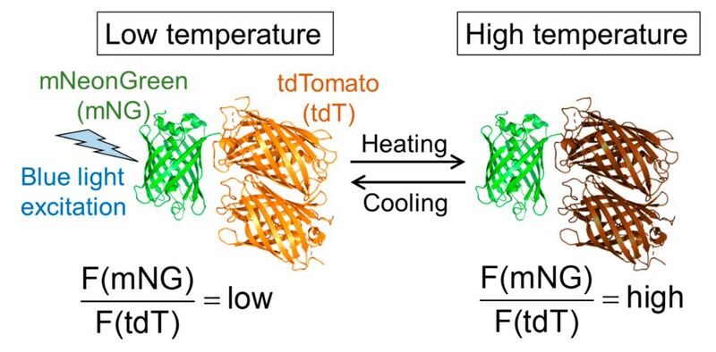 Molecular design of B-gTEMP and the expected fluorescence response to temperature. F(mNG) and F(tdT) are fluorescence intensity of mNeonGreen and tdTomato, respectively. (Source: Kai Lu et al. )