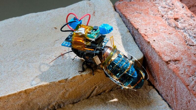 Forscher haben Kakerlaken in Cyborgs verwandelt. 