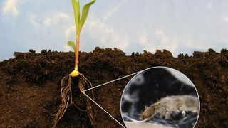 Die Larven des Maiswurzelbohrers (vergrößertes Bild) sind verheerende Maisschädlinge. Fadenwürmer, die natürlichen Feinde des Schädlings, werden durch (E)-beta-Caryophyllen angelockt.  (Bild: Matthias Held, Sergio Rasmann, Universität Neuchâtel,Schweiz)