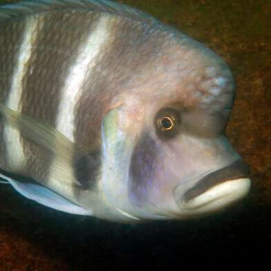 Cyphotilapia gibberosa is one of the particularly curious cichlids in Lake Tanganyika.(Source:  University of Basel, Adrian Indermaur)