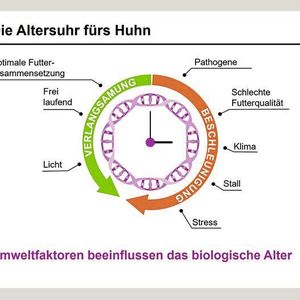 Das Huhn seine Geschichte erzählen lassen – für mehr Tierwohl Zwischen der Massentierhaltung einer großen Farm und einer kleinen Hühnerzucht am Biobauernhof ist ein Unterschied in den Haltungsbedingungen der Tiere. Um diesen messbar zu machen und damit für mehr Transparenz bei Verbrauchern zu sorgen, entwickeln Forscher der Creavis eine Art Wohlfühltest für Hühnerfleisch. Dazu nutzen sie Methoden der Epigenetik. Diese beruhen darauf, dass Umwelteinflüsse auf die Aktivität einzelner Gene wirken und dort z. T. bleibende Spuren hinterlassen, etwa in Form von Methylierungen. Solche Markeirungen auf den Genen können die Wissenschaftler auslesen und mit Einflüssen aus der Umwelt korrelieren, etwa Stress, schlechtem Futter oder Pathogenen. So lässt sich nach der Schlachtung über eine Genprobe die Lebensqualität des Tieres einordnen. Diese Möglichkeit soll dabei helfen, Haltungsbedingungen besser zu überwachen und im Sinne des Tierwohls zu optimieren. Mehr Infos zu Epigenetik und der Altersuhr fürs Huhn (Bild:  Evonik Industries AG)