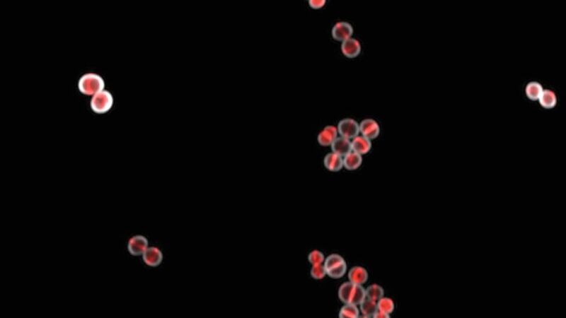 Der Prozess der bakteriellen Zellteilung unter dem Mikroskop: Das rot fluoreszierende Zellteilungsprotein FtsZ baut den sogenannten Z-Ring im Zentrum der Staphylococcus aureus Zelle auf.