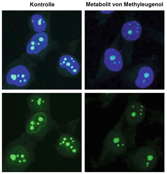 Menschliche Zellen nach Behandlung mit dem Methyleugenol-Metaboliten (rechts) im Vergleich zu Kontrollzellen (links). Dargestellt sind die Zellkerne (blau) sowie neu hergestellte RNA (grün).(Bild:  RPTU, Caroline Quarz)