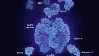 Die Aktivierung des so genannten NLRP3-Inflammasoms führt zu entzündungsfördernder Sekretion von Botenstoffen (Zytokin) sowie zu Pyroptose, einer entzündungsbasierten Variante des programmierten Zelltods. (Bild: © Juan Gärtner - stock.adobe.com)