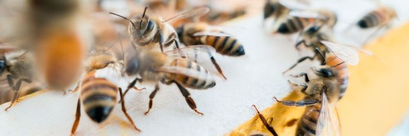 Wie Honigbienen erzielen auch Roboter durch Schwarmintelligenz Ergebnisse, welche die Fähigkeiten eines einzelnen Roboters teilweise deutlich übersteigen.(Bild:  gemeinfrei // Pexels)