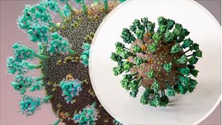 Das von der „Coronavirus Structural Task Force“ entwickelte Virusmodell zeigt u. a., dass das Virus nicht ganz rund ist. (Coronavirus Structural Task Force/K. Nolte und SciStyle.com/ T. Splettstößer)