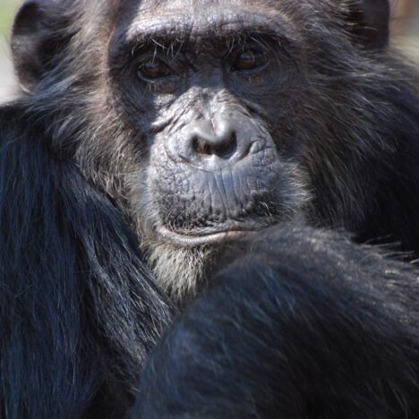 Known as a bully, Frodo the chimpanzee was Gombe's alpha male for five years. Known as a bully, Frodo the chimpanzee was Gombe's alpha male for five years.