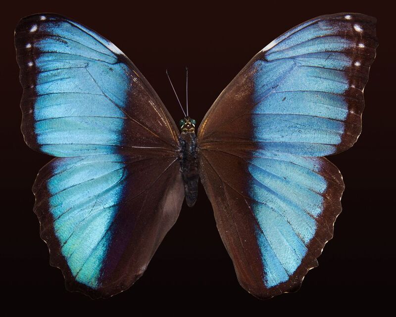 Technischer Fortschritt wird häufig von der Natur inspiriert, zum Beispiel von den optischen Eigenschaften von Schmetterlingen.