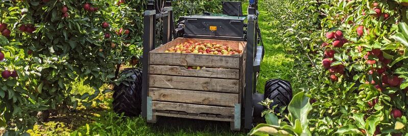 Erntehelfer „AurOrA“ wird künftig autonom durch die Reihen der Apfelplantage navigieren und Obstkisten detektieren, aufnehmen und an einen definierten Entladepunkt transportieren.