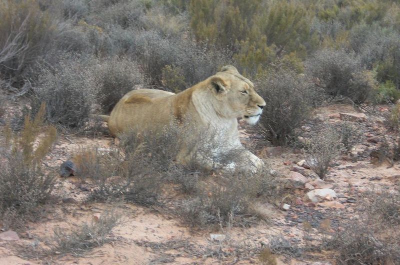 Von Löwen umzingelt, bekam man auf der Safari-Tour auch einen Adrenalin-Stoß. (Archiv: Vogel Business Media)