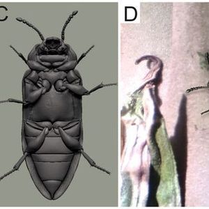 (Evgeny V. Yan/FSU Jena)