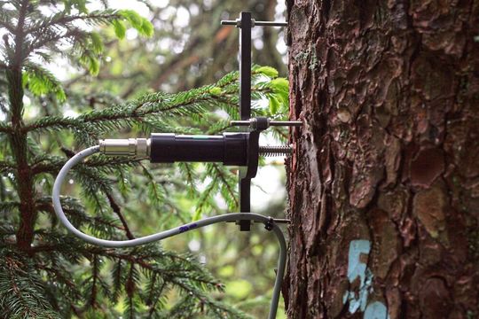 Punktdendrometer an einem Stamm zur Messung von kontinuierlichen Stammradiusänderungen mit Mikrometerauflösung. Die Daten liefern Informationen zum Wachstum und zum Wasserhaushalt von Bäumen.(Bild:  Roman Zweifel / Eidg. Forschungsanstalt WSL)