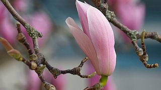 Hedion ist ein synthetischer Duftstoff mit blumigem Duft. (gemeinfrei)