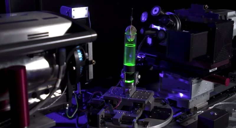 In anderen Bereich kommen CT-Scanner zum Einsatz, etwa bei dieser Orchidee... (Smithsonian)