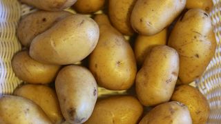 Die biogenen Reststoffe, wie etwa Kartoffelschalen, werden zunächst mit nachhaltigen mechanischen Verfahren und grünen Lösungsmitteln in ihre Einzelbestandteile zerlegt. (Bild: Kartoffeln Sorte Nicola / Freud / CC BY-SA 4.0 / Wikimedia Commons)