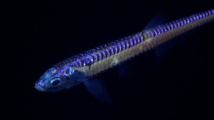 A deep-sea dragon fish, an apex predator with enormous jaws filled with fang-like teeth, seen during Dive 674 along a transect on the southeastern flank of an unexplored and unnamed seamount located within the national jurisdiction of Chilé, east of Motu Motiro Hiva, an uninhabited island along the Salas y Gómez Ridge. The dive started at ~800 m depth and traveled upslope to ~270 m. This island is located near the western-central extent of the Salas y Gómez Ridge. (Source: ROV SuBastian / Schmidt Ocean Institute)