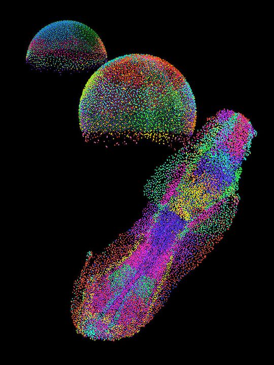 Ein Embryo im Entstehen: Jede Farbe zeigt eine bestimmte Gruppe von Zellen, wie sie sich während der frühen Entwicklung eines Zebrafischembryos organisieren.(Bild:  Yinan Wan, Biozentrum, Universität Basel)