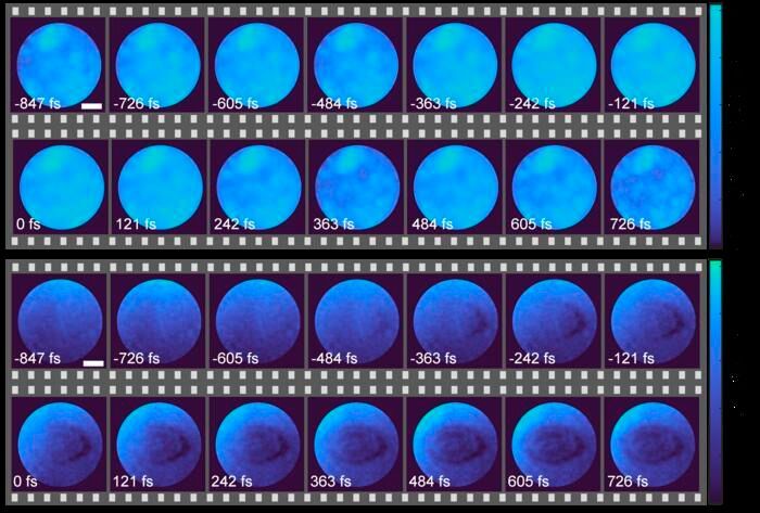 The researchers used the new technique to observe femtosecond laser–induced carrier dynamics in ZnSe. The images show the spatiotemporal evolution of the intensity (top images) and phase (bottom images). Notably, the phase variations are significantly more pronounced than the intensity fluctuations. (Source: Yunhua Yao, East China Normal University)