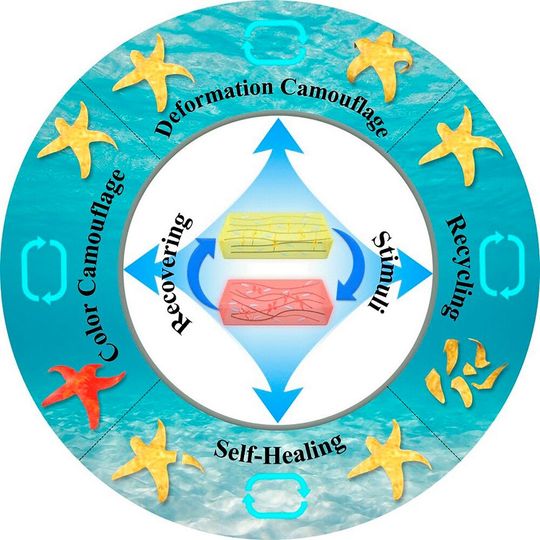 Der „Roboter“ in Seesternform reagiert auf Wärme und Druck mit Deformation und Farbwechsel. Abgeschnittene Arme werden nahtlos wieder angesetzt und sein Material lässt sich vollständig recyclen.(Bild:  Wiley-VCH)