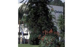 Clariant-Standort in Brasilien, wo die Schweizer im Bentonit-Geschäft kräftig wachsen wollen. (Bild:  Clariant)